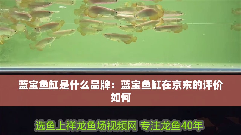 我的虎魚真菌感染了要怎么處理 藍寶魚缸是什么品牌:藍寶魚缸在京東的評價如何 魚缸百科 藍寶魚缸是什么品牌:藍寶魚缸在京東的評價如何 藍寶魚缸是什么品牌:藍寶魚缸在京東的評價如何 魚缸百科