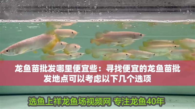 龍魚苗批發哪里便宜些：尋找便宜的龍魚苗批發地點可以考慮以下幾個選項