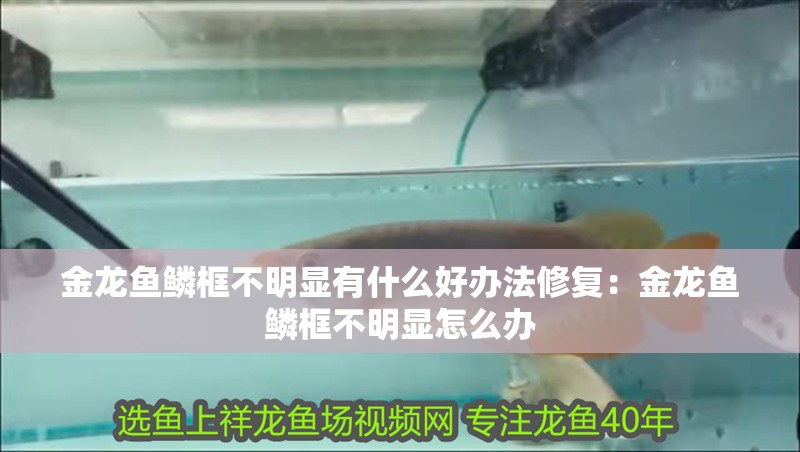 金龍魚鱗框不明顯有什么好辦法修復：金龍魚鱗框不明顯怎么辦