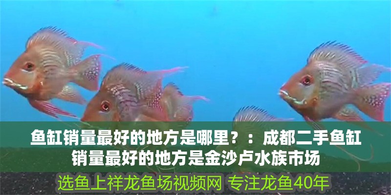 魚缸銷量最好的地方是哪里？：成都二手魚缸銷量最好的地方是金沙盧水族市場