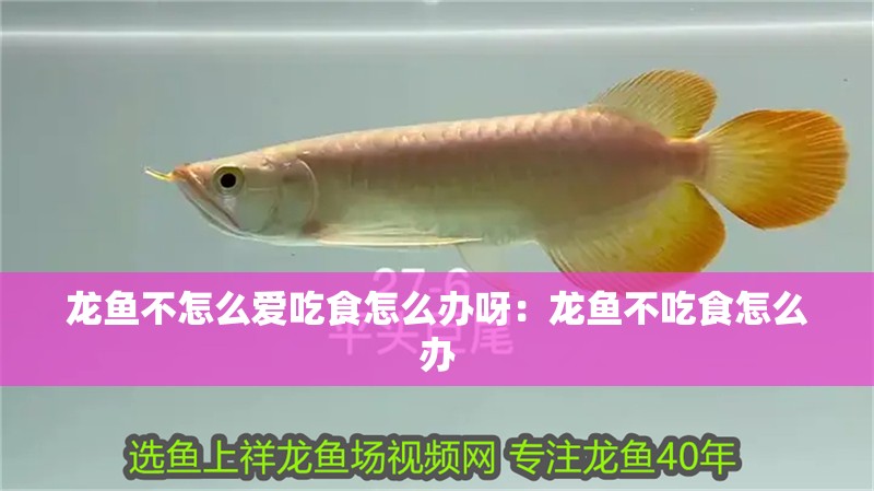 印尼虎魚多少溫度飼養最好:印尼虎魚多少溫度飼養最好印尼虎魚多少溫度飼養最好 龍魚不怎么愛吃食怎么辦呀:龍魚不吃食怎么辦 龍魚百科 龍魚不怎么愛吃食怎么辦呀:龍魚不吃食怎么辦 龍魚不怎么愛吃食怎么辦呀:龍魚不吃食怎么辦 龍魚百科