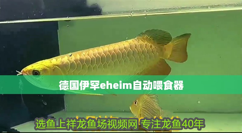 德國伊罕eheim自動(dòng)喂食器 德國伊罕eheim自動(dòng)喂食器 龍魚論壇