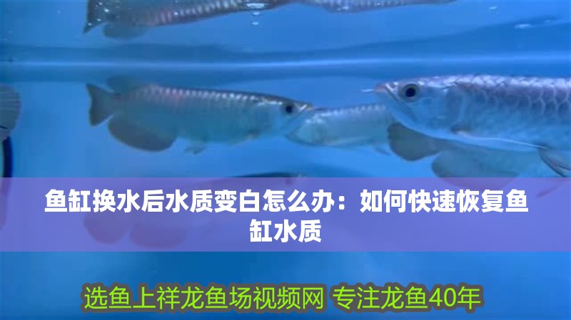 魚缸換水后水質變白怎么辦：如何快速恢復魚缸水質