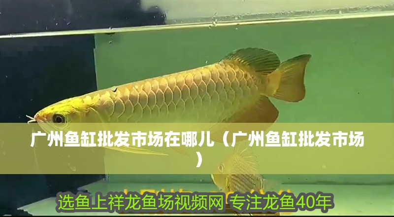 廣州魚缸批發(fā)市場在哪兒（廣州魚缸批發(fā)市場）