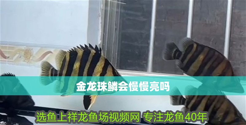 金龍珠鱗會慢慢亮嗎