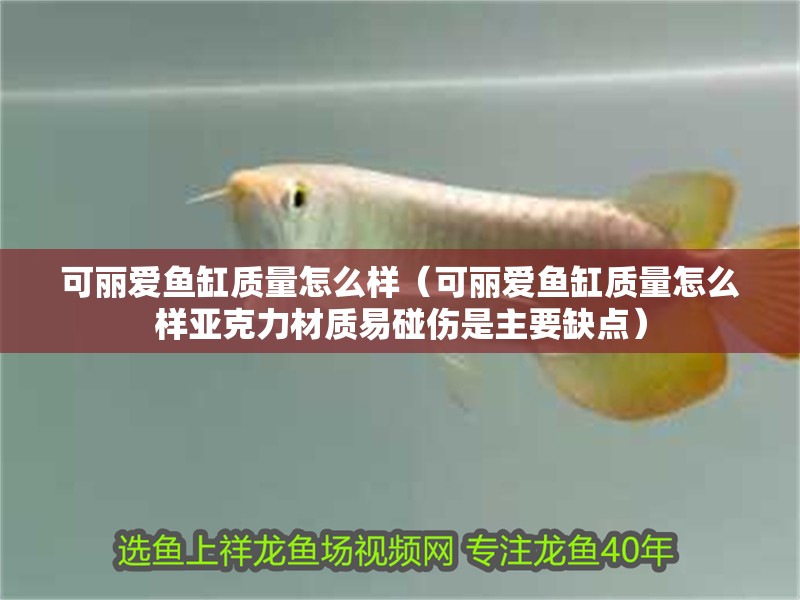 可麗愛魚缸質量怎么樣（可麗愛魚缸質量怎么樣亞克力材質易碰傷是主要缺點）