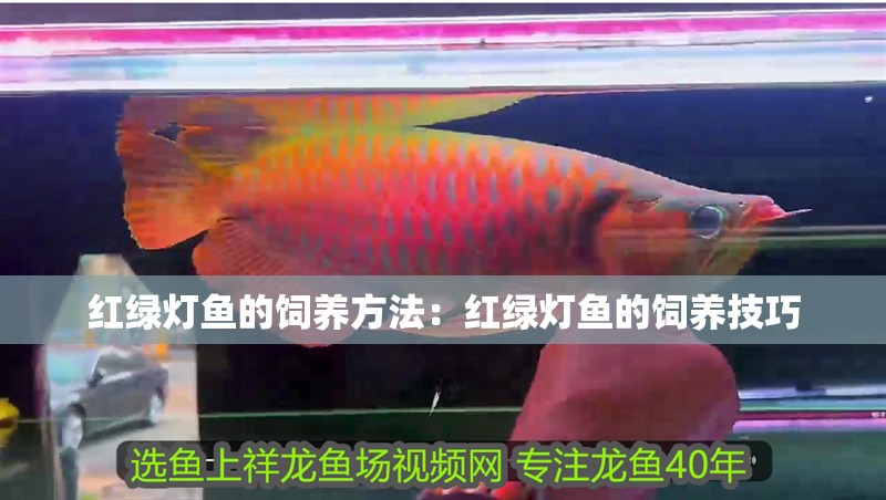 紅綠燈魚的飼養(yǎng)方法：紅綠燈魚的飼養(yǎng)技巧