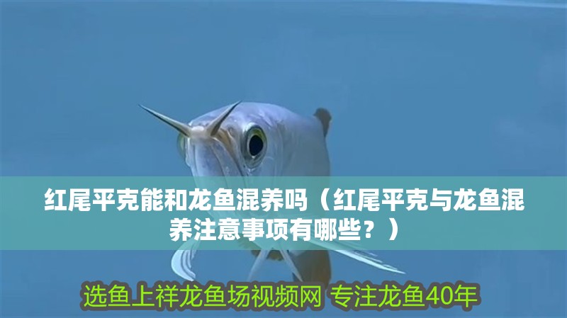 紅尾平克能和龍魚混養嗎（紅尾平克與龍魚混養注意事項有哪些？）
