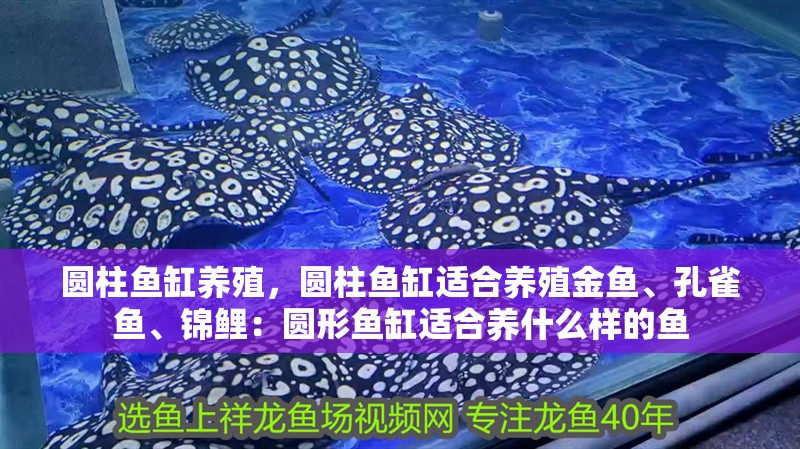圓柱魚缸養殖，圓柱魚缸適合養殖金魚、孔雀魚、錦鯉：圓形魚缸適合養什么樣的魚