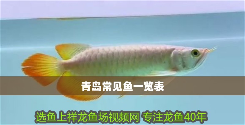 青島常見魚一覽表