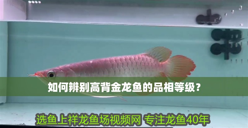 如何辨別高背金龍魚的品相等級？