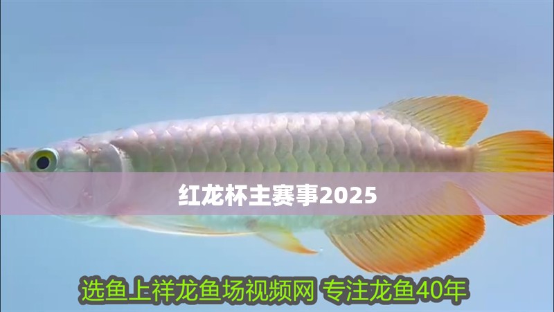 紅龍杯主賽事2025
