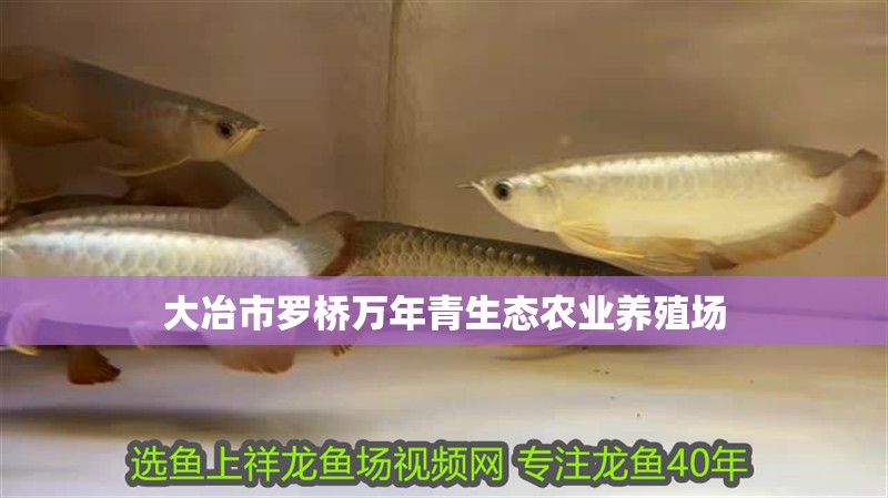 大冶市羅橋萬年青生態農業養殖場