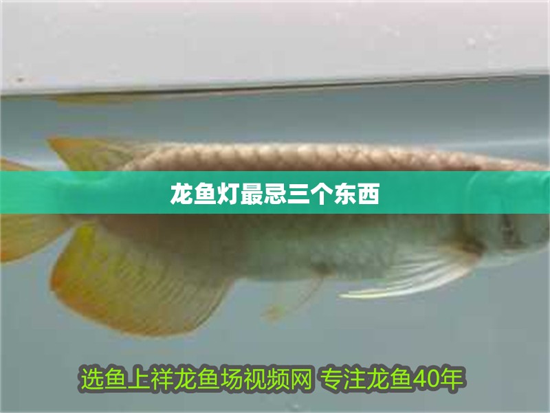 龍魚干蝦有營養嗎 龍魚燈最忌三個東西 龍魚論壇 龍魚燈最忌三個東西 龍魚燈最忌三個東西 龍魚論壇