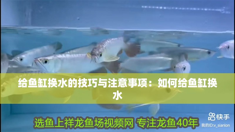 給魚缸換水的技巧與注意事項：如何給魚缸換水
