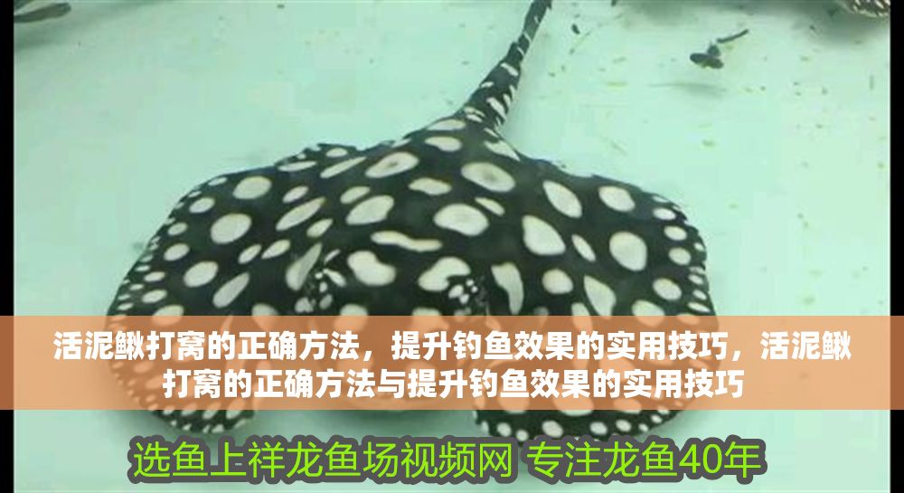 活泥鰍打窩的正確方法，提升釣魚效果的實(shí)用技巧，活泥鰍打窩的正確方法與提升釣魚效果的實(shí)用技巧