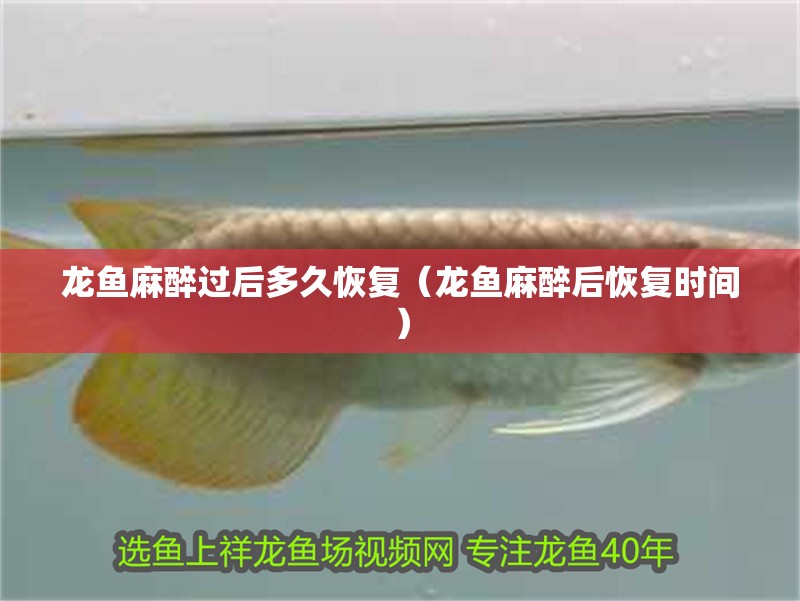 龍魚麻醉過后多久恢復（龍魚麻醉后恢復時間）