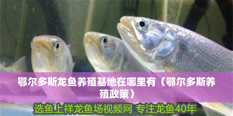 鄂爾多斯龍魚養殖基地在哪里有（鄂爾多斯養殖政策）