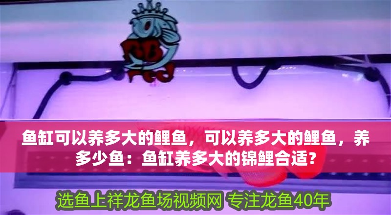 魚缸可以養多大的鯉魚，可以養多大的鯉魚，養多少魚：魚缸養多大的錦鯉合適？