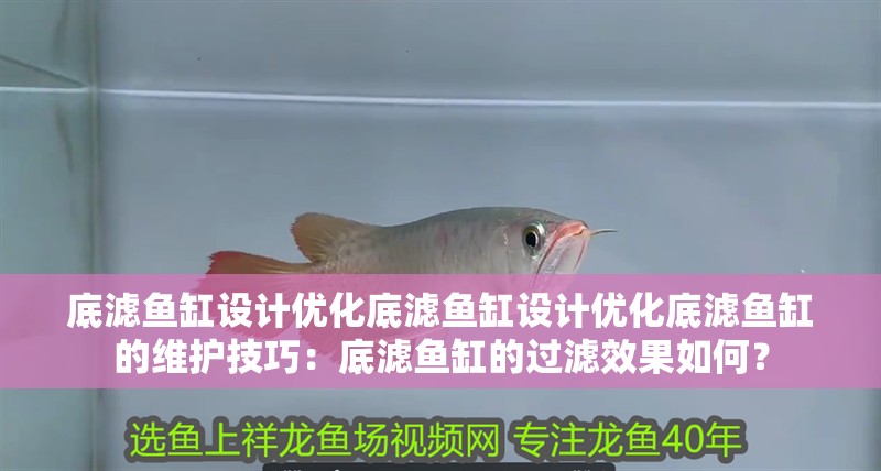 底濾魚缸設計優化底濾魚缸設計優化底濾魚缸的維護技巧：底濾魚缸的過濾效果如何？