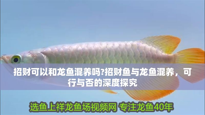 招財可以和龍魚混養嗎?招財魚與龍魚混養，可行與否的深度探究