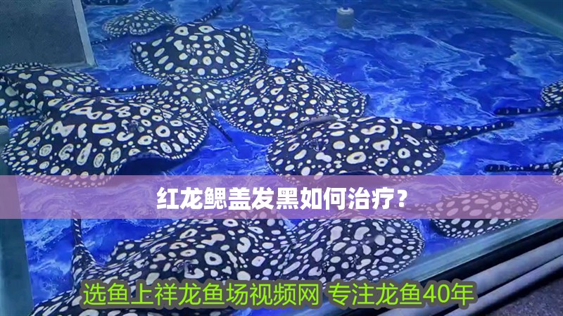 紅龍鰓蓋發黑如何治療？ 紅龍鰓蓋發黑如何治療？ 龍魚論壇