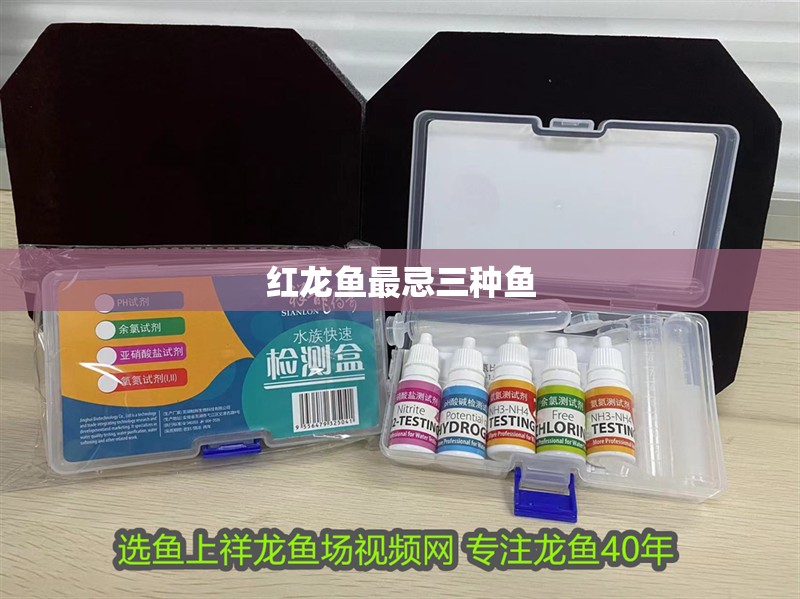 紅龍魚最忌三種魚