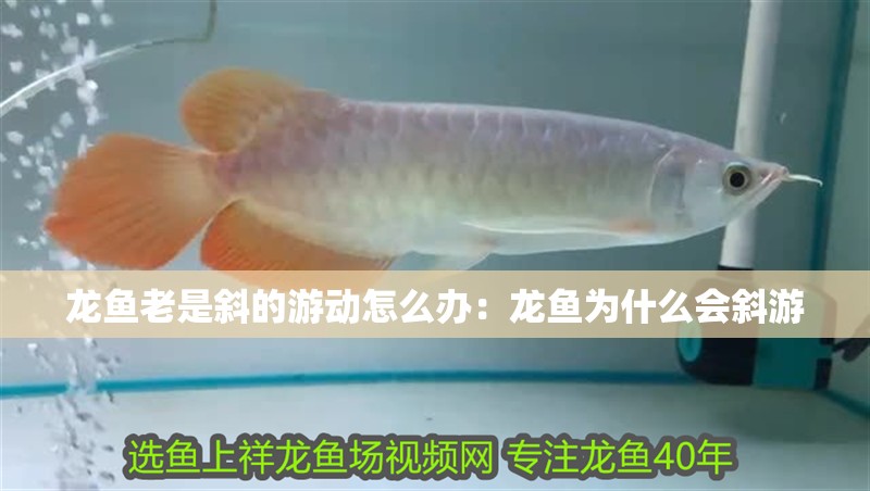 龍魚老是斜的游動怎么辦：龍魚為什么會斜游