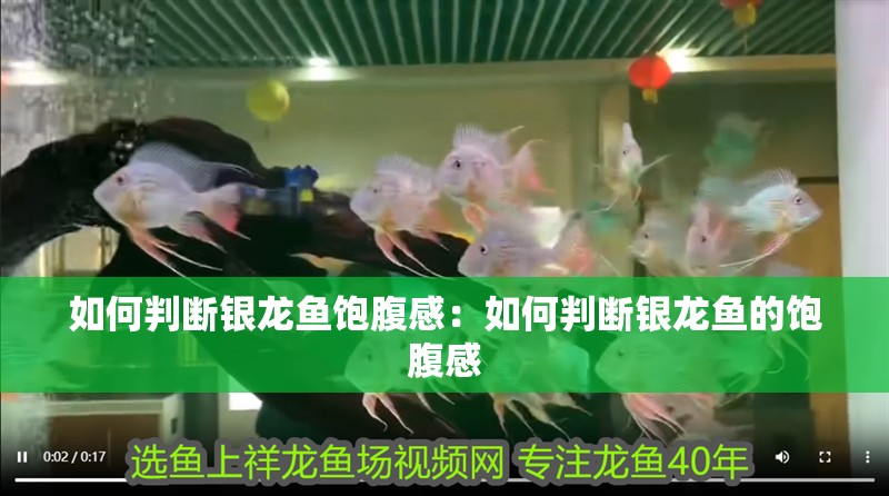 如何判斷銀龍魚飽腹感：如何判斷銀龍魚的飽腹感