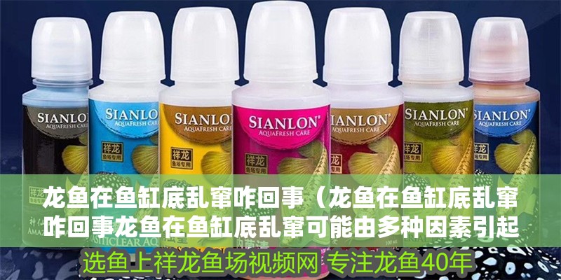 龍魚在魚缸底亂竄咋回事（龍魚在魚缸底亂竄咋回事龍魚在魚缸底亂竄可能由多種因素引起）