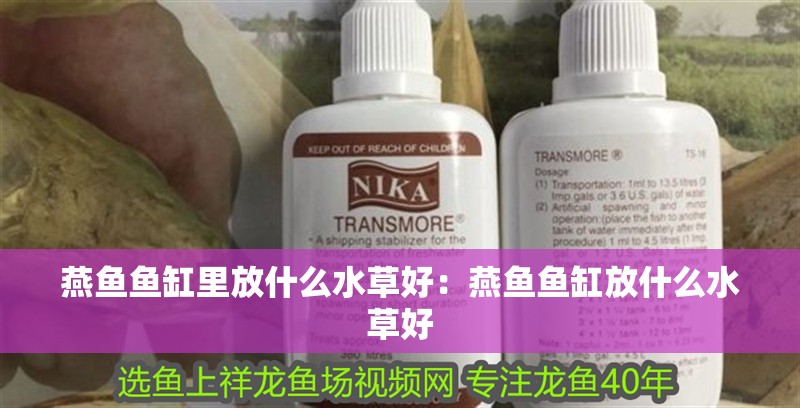 燕魚魚缸里放什么水草好：燕魚魚缸放什么水草好