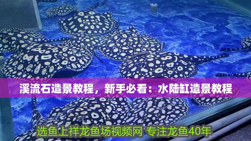 溪流石造景教程，新手必看：水陸缸造景教程