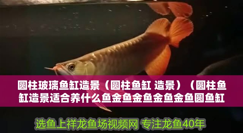 圓柱玻璃魚缸造景（圓柱魚缸 造景）（圓柱魚缸造景適合養(yǎng)什么魚金魚金魚金魚金魚圓魚缸造景）