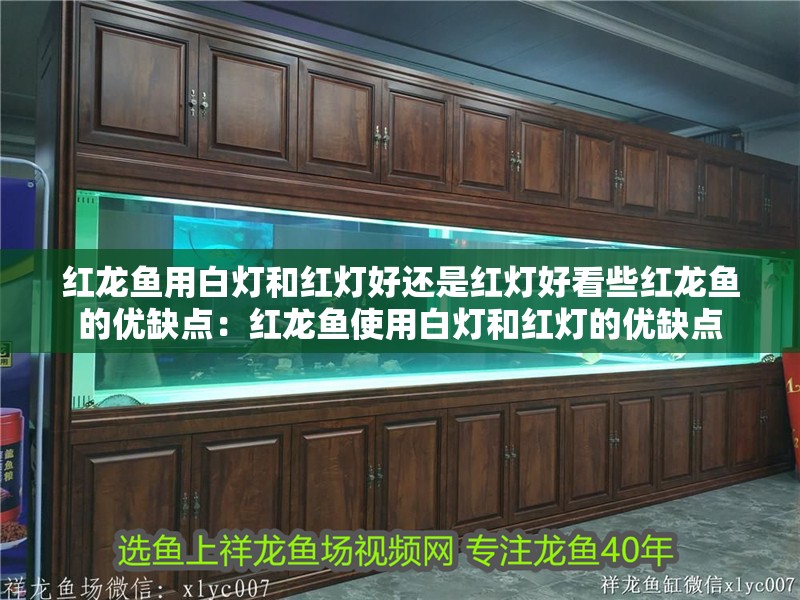 紅龍魚用白燈和紅燈好還是紅燈好看些紅龍魚的優(yōu)缺點(diǎn)：紅龍魚使用白燈和紅燈的優(yōu)缺點(diǎn) 紅龍魚用白燈和紅燈好還是紅燈好看些紅龍魚的優(yōu)缺點(diǎn)：紅龍魚使用白燈和紅燈的優(yōu)缺點(diǎn) 龍魚百科