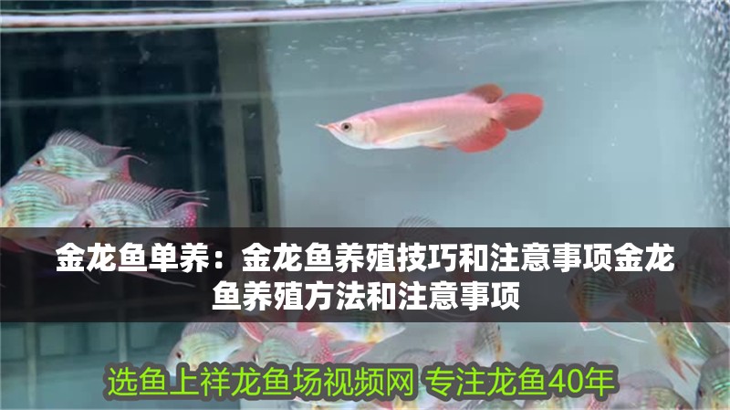 金龍魚單養：金龍魚養殖技巧和注意事項金龍魚養殖方法和注意事項