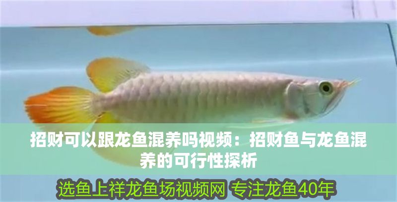 招財可以跟龍魚混養嗎視頻：招財魚與龍魚混養的可行性探析