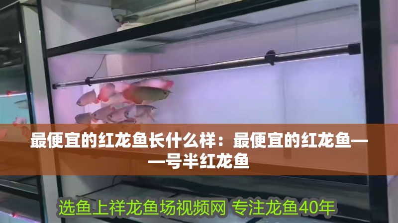 最便宜的紅龍魚長什么樣：最便宜的紅龍魚——號半紅龍魚