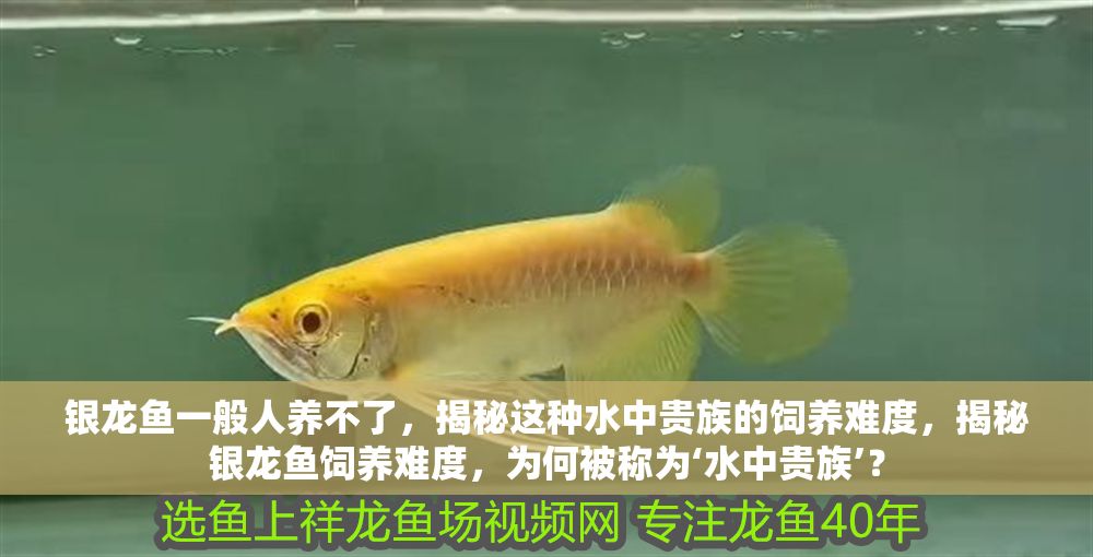 銀龍魚一般人養不了，揭秘這種水中貴族的飼養難度，揭秘銀龍魚飼養難度，為何被稱為‘水中貴族’？