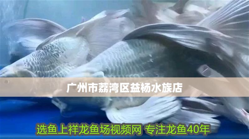 廣州市荔灣區(qū)益楊水族店