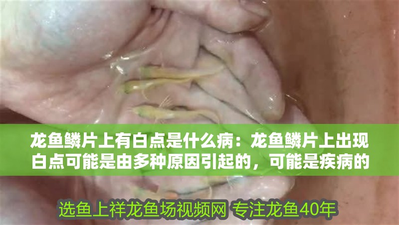 龍魚鱗片上有白點是什么病：龍魚鱗片上出現白點可能是由多種原因引起的，可能是疾病的表現