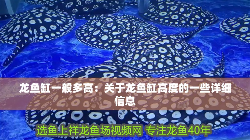 龍魚缸一般多高：關于龍魚缸高度的一些詳細信息