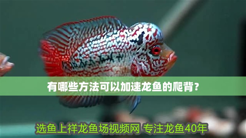 有哪些方法可以加速龍魚的爬背？