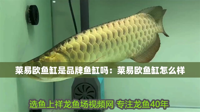 萊易歐魚缸是品牌魚缸嗎：萊易歐魚缸怎么樣 萊易歐魚缸是品牌魚缸嗎：萊易歐魚缸怎么樣 魚缸百科