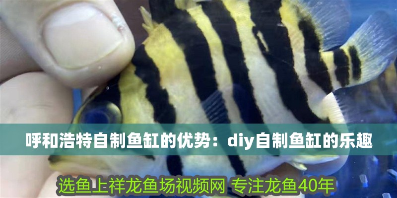 呼和浩特自制魚缸的優勢：diy自制魚缸的樂趣 呼和浩特自制魚缸的優勢：diy自制魚缸的樂趣 魚缸百科