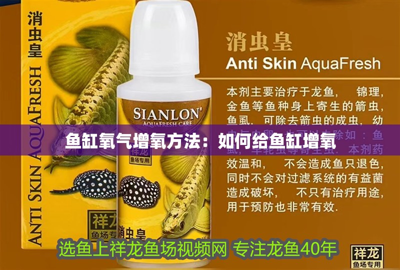 魚缸氧氣增氧方法：如何給魚缸增氧