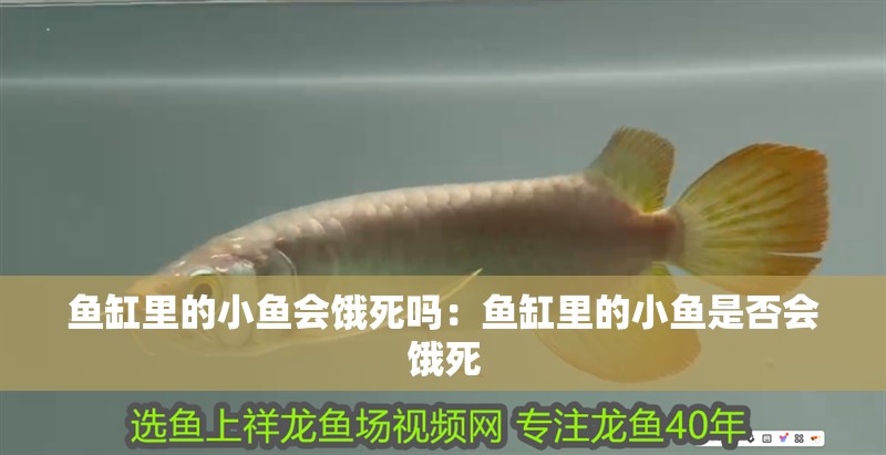 魚缸里的小魚會餓死嗎：魚缸里的小魚是否會餓死