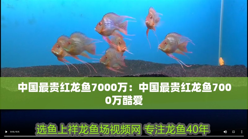 中國最貴紅龍魚7000萬：中國最貴紅龍魚7000萬酷愛