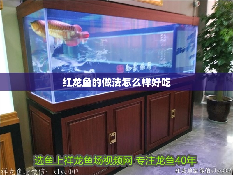 我的虎魚真菌感染了要怎么處理 紅龍魚的做法怎么樣好吃 龍魚論壇 紅龍魚的做法怎么樣好吃 紅龍魚的做法怎么樣好吃 龍魚論壇