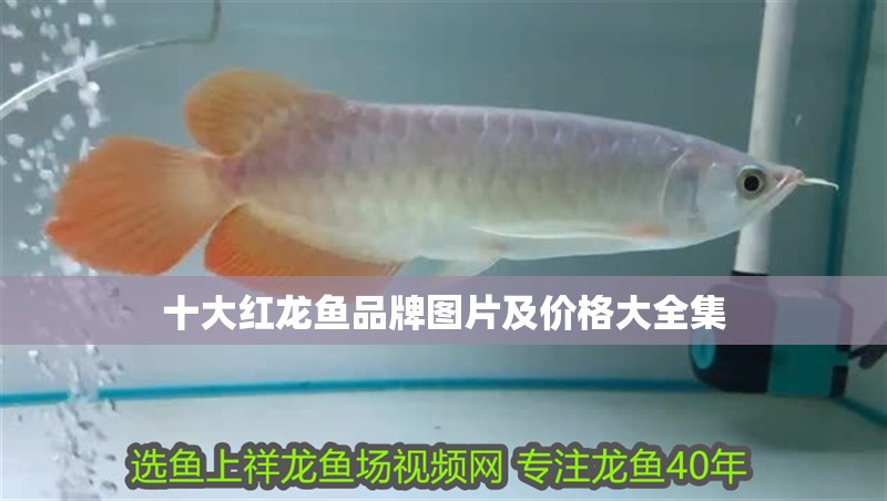 十大紅龍魚品牌圖片及價格大全集