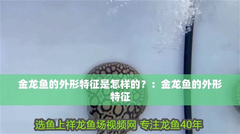 金龍魚的外形特征是怎樣的？：金龍魚的外形特征